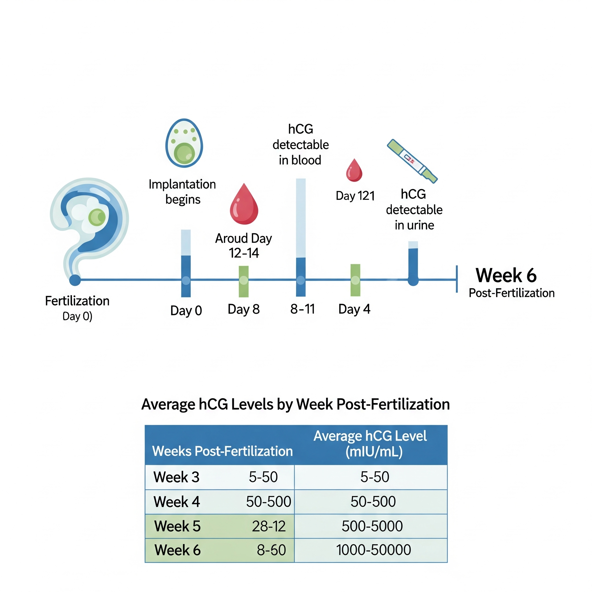 كيفية قراءة نتيجة تحليل الدم للحمل hcg 